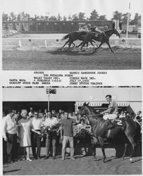 Amabar winning the Petaluma Purse, Santa Rosa, California, July 17, 1968