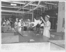 Weighing a chicken carcass at the California Poultry, Incorporated, Fulton, California, 1958