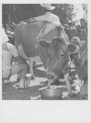 Rohnert Park Mayor Vern Smith milking a cow at the Old Adobe Fiesta, Petaluma, California, 1967