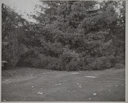 Juilliard Park, Santa Rosa, California, October 22, 1953