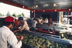 Grape inspection and culling tables at Sonoma-Cutrer Vineyards