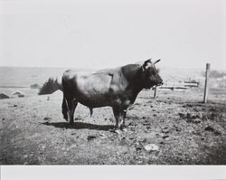 Purvine Ranch Jersey bull Two Rock, California