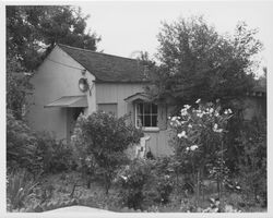 Single-story house surrounded by brushy landscaping, 1950s or 1960s