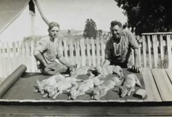 Hired men pose with dead coyotes at the Donogh Ranch, Lakeville, California, about 1921