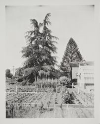 Burbank's garden, greenhouse and Cedar of Lebanon