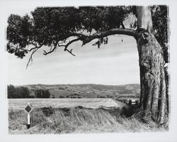 Rohnert Park before building began, Rohnert Park, California, 1961