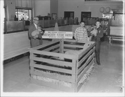 Future Farmers display of sheep in the lobby of the Bank of America, Petaluma, California, 1958