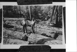 Ralph Sturgeon and Wilbur Henningsen cutting timber near Occidental, California, about 1939