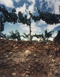 Soil profile at Les Pierres Vineyard