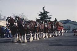 Budweiser eight-horse hitch at the Sonoma County Fairgrounds, Santa Rosa, Calif., March 1977