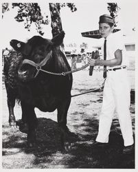 Champion 4H Club Angus steer with Raymond Hagemann at the Sonoma County Fair, Santa Rosa, California, 1971