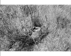 Remains of a foundation originally part of a barn located at 1480 Los Olivos Road, Santa Rosa, California, 1987