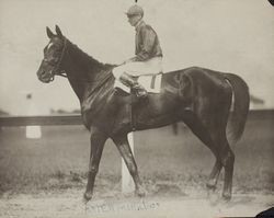 Portrait of horse "Exterminator" and jockey A. Johnson at the Sonoma County Fair Racetrack, Santa Rosa, California