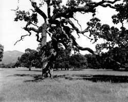 Oak trees and meadows at Oakmont before building began, Santa Rosa, California, 1962