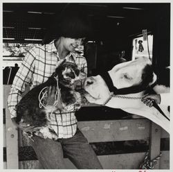 Dog and Hereford at the Sonoma County Fair, Santa Rosa, California