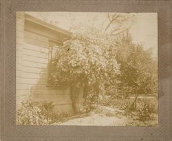 Rose bush in the yard of Winslow Hosmer