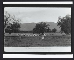 Ranch scene near Sonoma, California