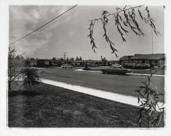 Residential street in Rohnert Park, Rohnert Park, California, 1961