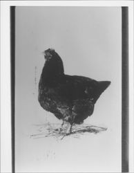 Single-comb Rhode Island red chicken