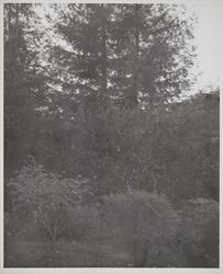 Juilliard Park, Santa Rosa, California, October 22, 1953