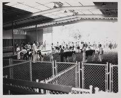 Grade Holsteins at the Sonoma County Fair, Santa Rosa, California, about 1958