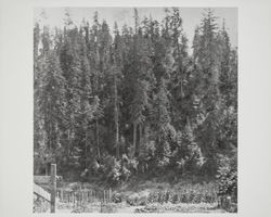 View of a vegetable garden and the redwood forest beyond