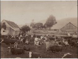 Amadeo and Angela Bolla Dairy Ranch, Nicasio, California, about 1890