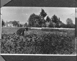 Luther Burbank working in his garden, Santa Rosa, California, 1905