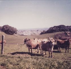 View of Santa Rosa from Mount Taylor cows grazing in foreground