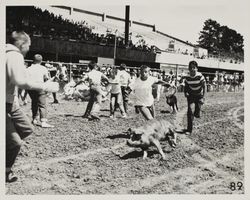 Greased pig chase on Farmers' Day at the Sonoma County Fair, Santa Rosa, California, 1964