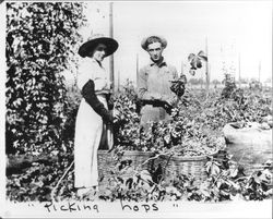 Picking hops a man and woman filling a basket