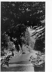 Austin Creek, located in the heart of the Russian River recreational area