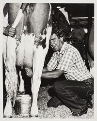 Alan Milner milks a cow at the Sonoma County Fair, Santa Rosa, California, photographed between 1979 and 1986