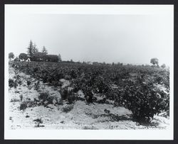 Grape pickers harvesting the crop in the field