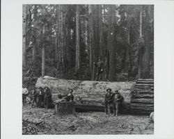 Lumberjacks posing with a fallen redwood