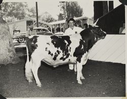 Henry LaFranchi and his Aryshire bull at the Sonoma County Fair, Santa Rosa, California, about 1949