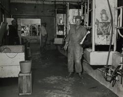 Milking time St. Anthony's Farm organic dairy, 11207 Valley Ford Road, Petaluma, California, September 1962