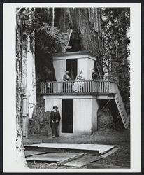 Tree house near Guerneville