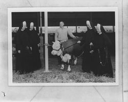 Earl Dolcini and nuns with a steer, Petaluma, California, about 1965