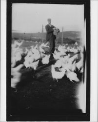 Feeding chickens on a Petaluma farm, Petaluma, California, 1910