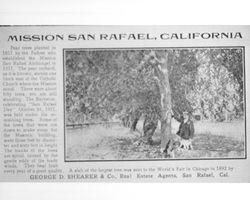 Mission San Rafael, California pear trees