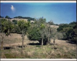 Old orchard at the Treadwell-Callison Ranch, Calistoga Road, Santa Rosa, California, 1970s