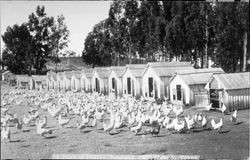 Flock of poultry, Petaluma, Cal