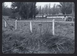 Sheep grazing on ranch located on West Railroad Avenue south of Cotati