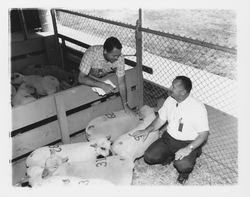 Lee Geisenhofer and Chuck Townsend with lambs, Santa Rosa, California, 1964