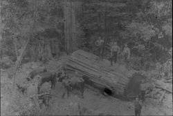 Logging operation of Charles E. Fuller