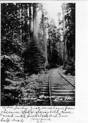 Bohemian Grove, California, 1907