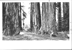 Elim Grove, Cazadero, California, 1912