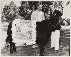 Thomas Merrill Barr and his FFA Champion Angus steer at the Sonoma County Fair, Santa Rosa, California, about 1964