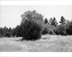 Remains of a basalt tailings foundation originally part of a barn and an olive tree located at 1480 Los Olivos Road, Santa Rosa, California, 1987